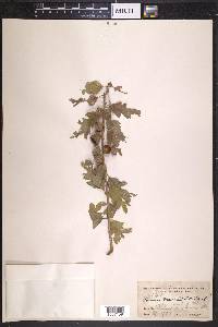 Quercus gambelii image