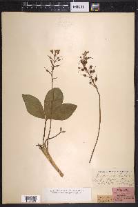 Menyanthes trifoliata image