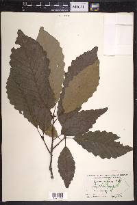 Quercus montana image