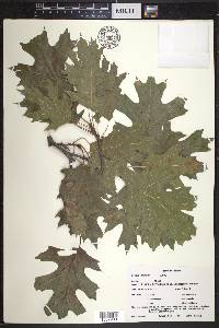 Quercus shumardii image