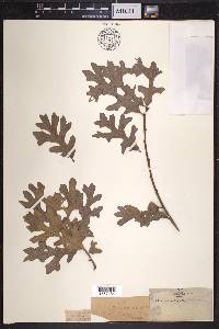 Quercus minor image