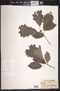 Quercus prinoides image