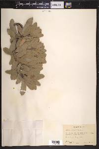 Quercus oblongifolia image