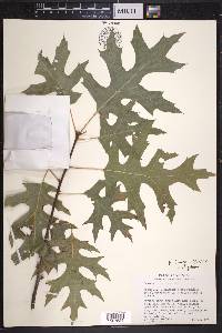 Quercus shumardii image