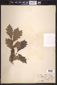 Quercus prinoides image