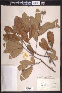 Quercus hemisphaerica image