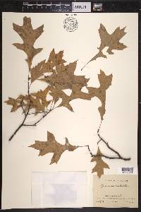 Quercus palustris image