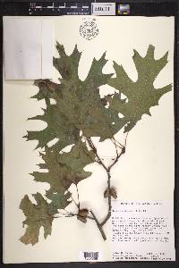 Quercus shumardii image