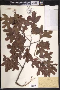 Quercus margaretta image