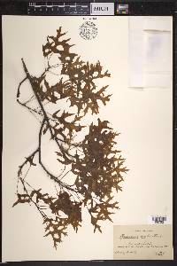 Quercus palustris image
