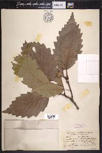 Quercus montana image