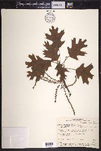 Quercus borealis image