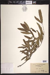 Quercus phellos image