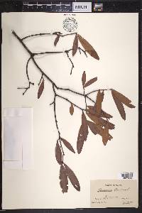 Quercus phellos image