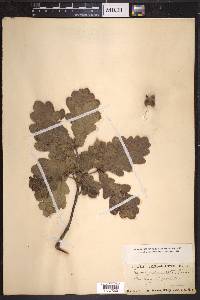 Quercus robur image