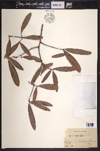 Quercus phellos image