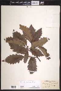 Quercus montana image
