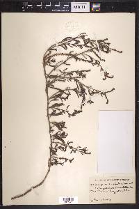 Heliotropium xerophilum image