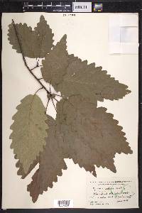 Quercus montana image