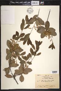 Quercus phillyreoides image