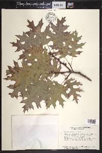 Quercus shumardii image