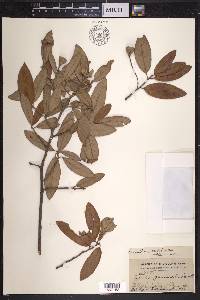 Quercus hemisphaerica image