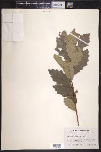 Quercus prinoides image