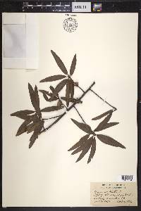 Quercus phellos image