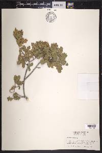 Quercus pungens image