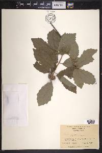 Quercus prinoides image