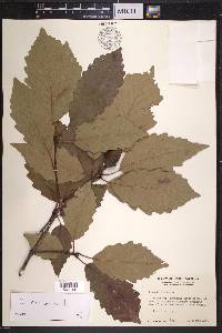 Quercus montana image