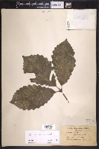 Quercus montana image