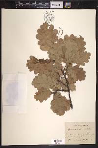 Quercus robur image