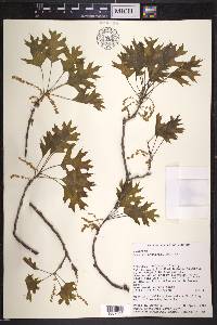 Quercus shumardii image
