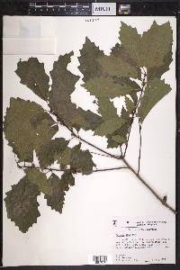 Quercus prinoides image