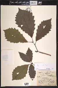 Quercus montana image