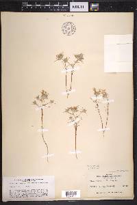 Eriastrum virgatum image