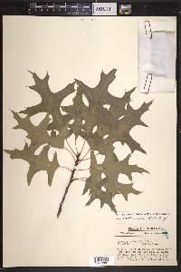 Quercus palustris image