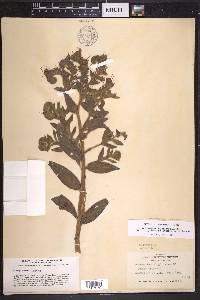 Lithospermum parviflorum image