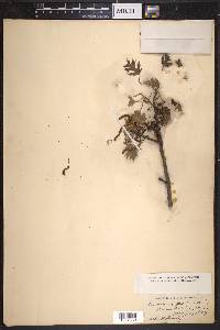 Quercus palustris image