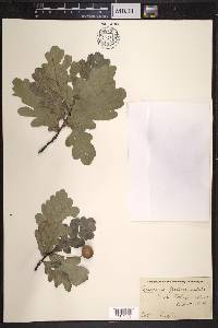 Quercus robur image