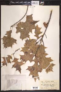 Quercus texana image