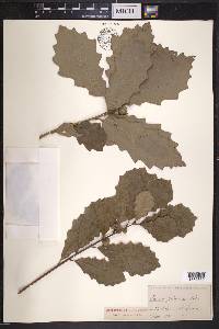Quercus prinoides image