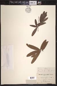 Quercus phellos image
