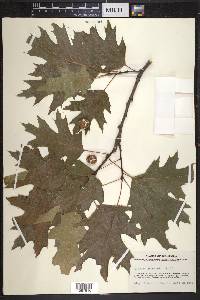 Quercus shumardii image