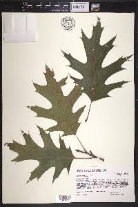 Quercus shumardii image