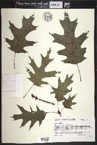 Quercus shumardii image