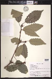 Quercus prinoides image