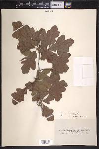 Quercus margaretta image