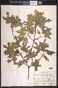 Quercus texana image